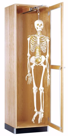 Picture of HANGING SKELETON CABINET